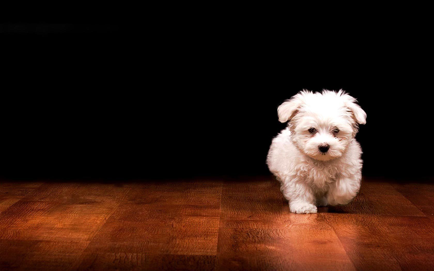 Dogs Wallpapers HD Pictures | One HD Wallpaper Pictures ...