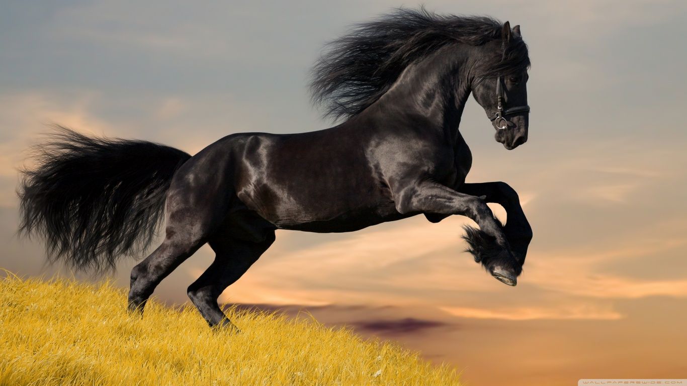 WallpapersWide.com | Horses HD Desktop Wallpapers for Widescreen ...