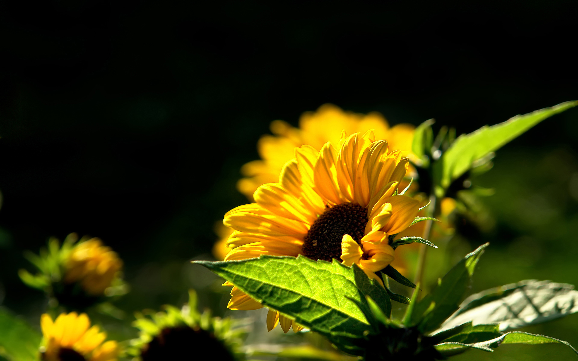 921700 Yellow Flowers Wallpapers