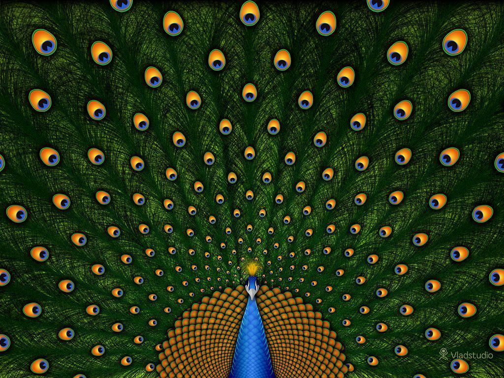 Peacock · Desktop wallpapers · Vladstudio