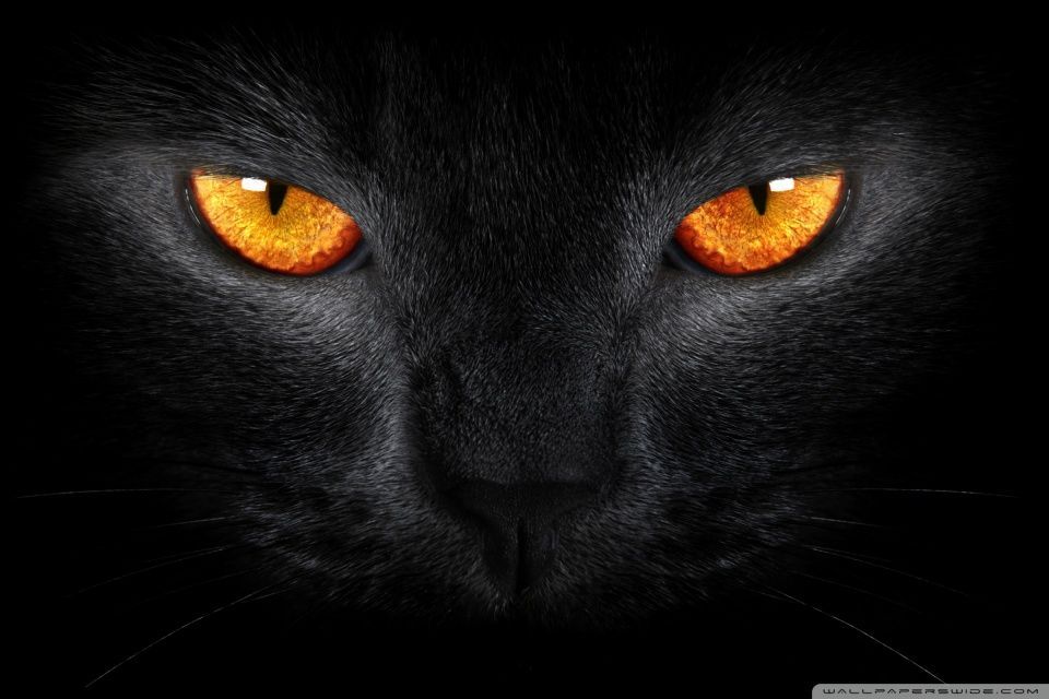Black Cat HD desktop wallpaper : High Definition : Fullscreen : Mobile