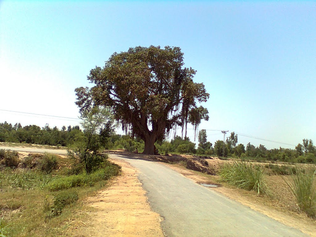 Panoramio - Photo of Boor Ka Darakht