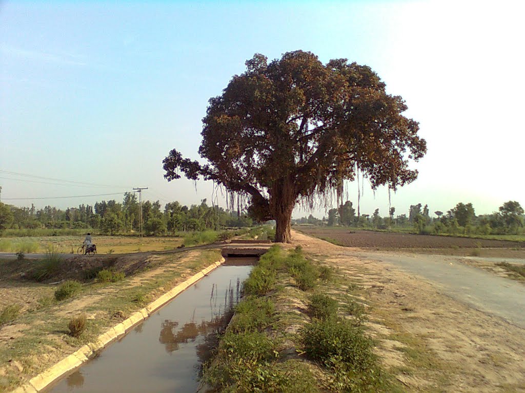 Panoramio - Photo of boor ka darakht wala nala