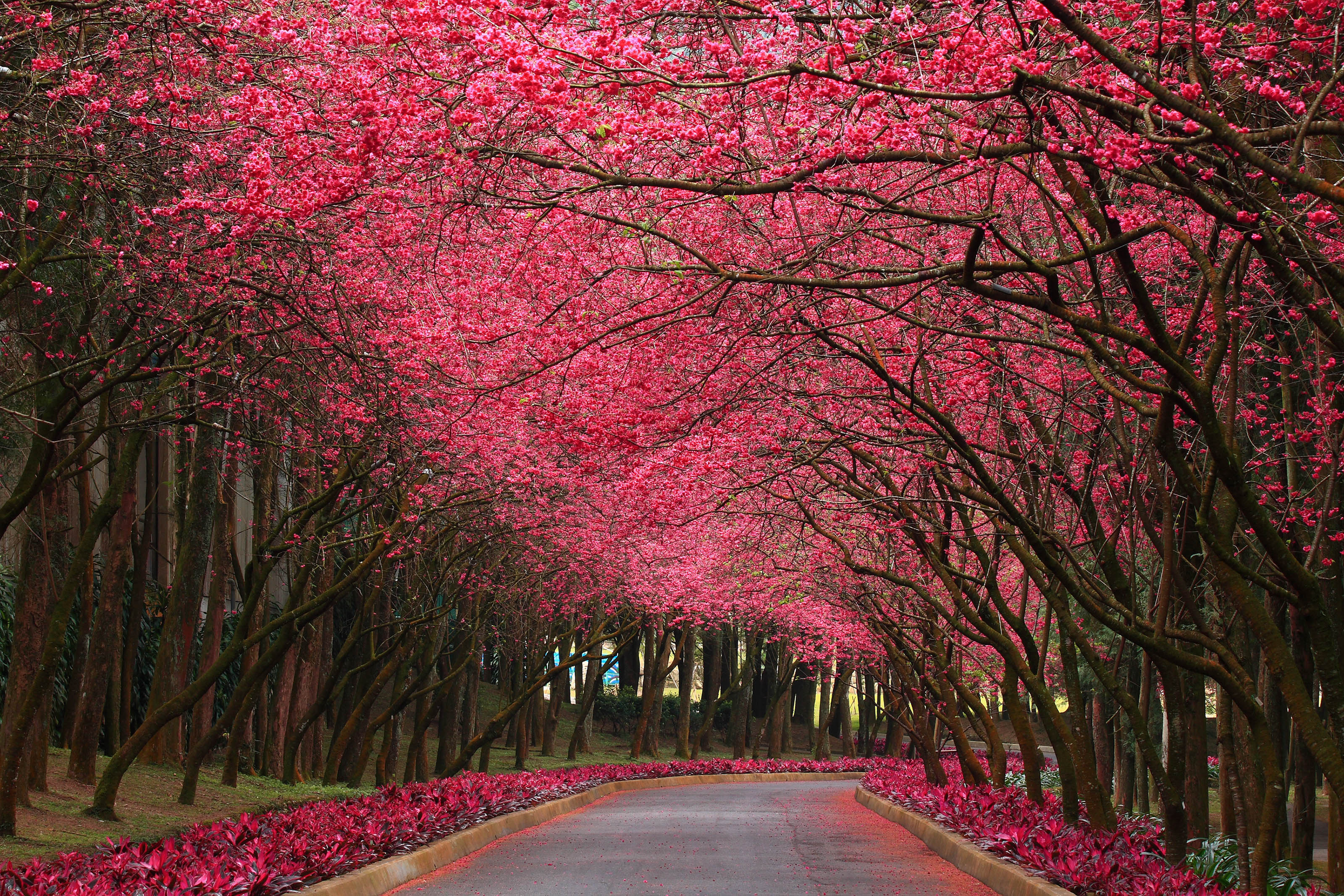Nature Wallpaper in HD with Flowering Trees in Pink HD