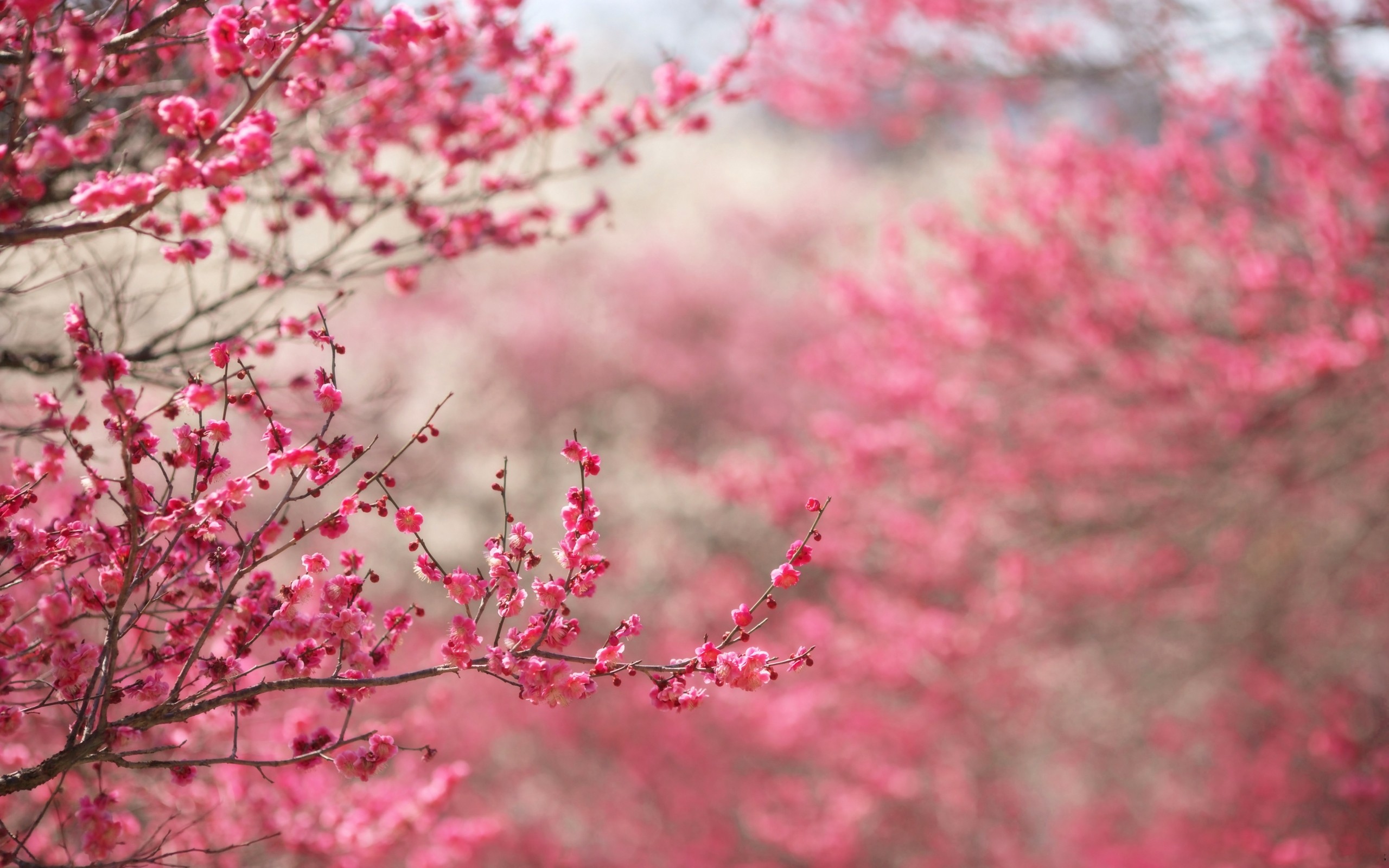 Pink Cherry Blossom Tree Wallpaper - wallpaper