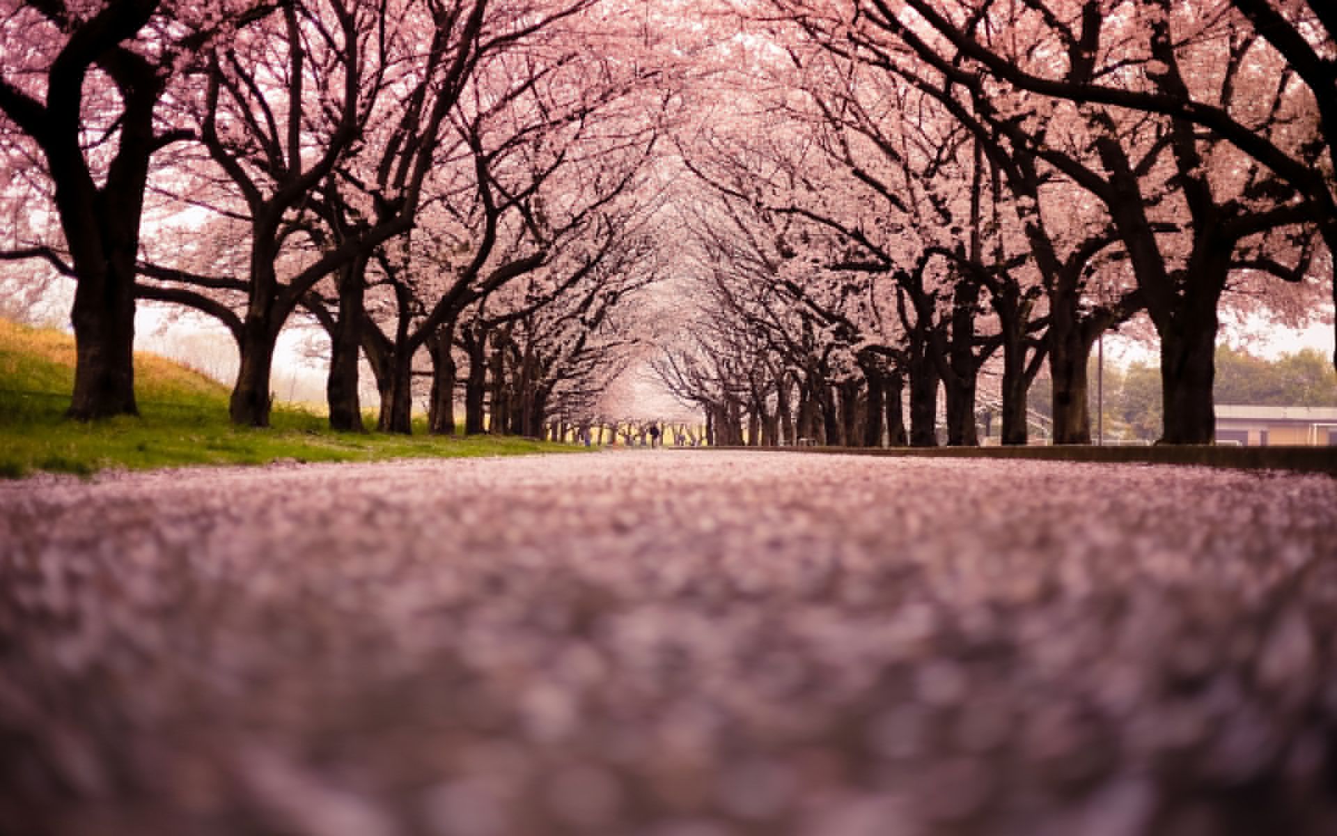 Cherry Blossom Flowers Tree Path Trail wallpaper 1920x1200