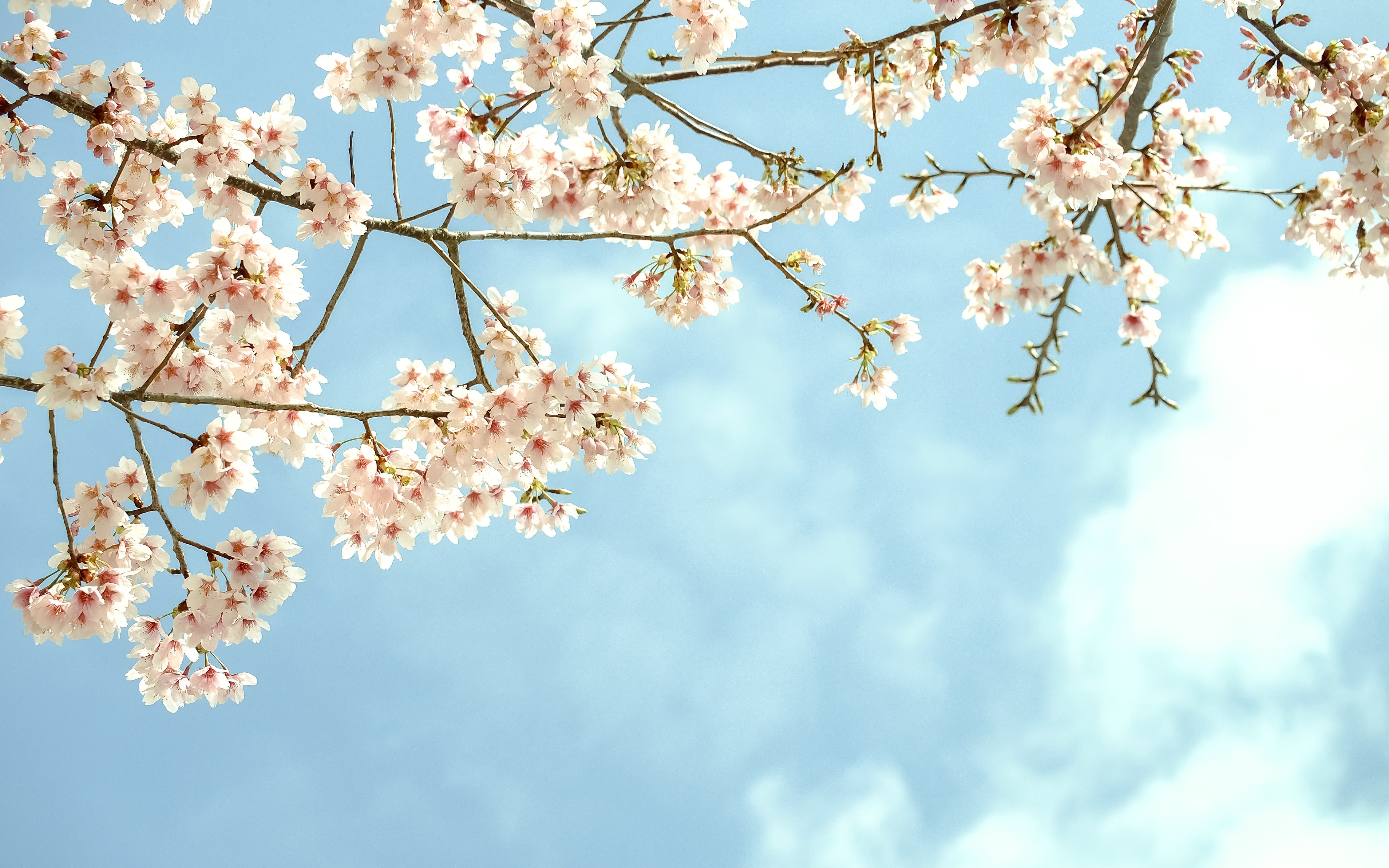 Flowers blooms branches tree wallpaper 4518x2824 354887