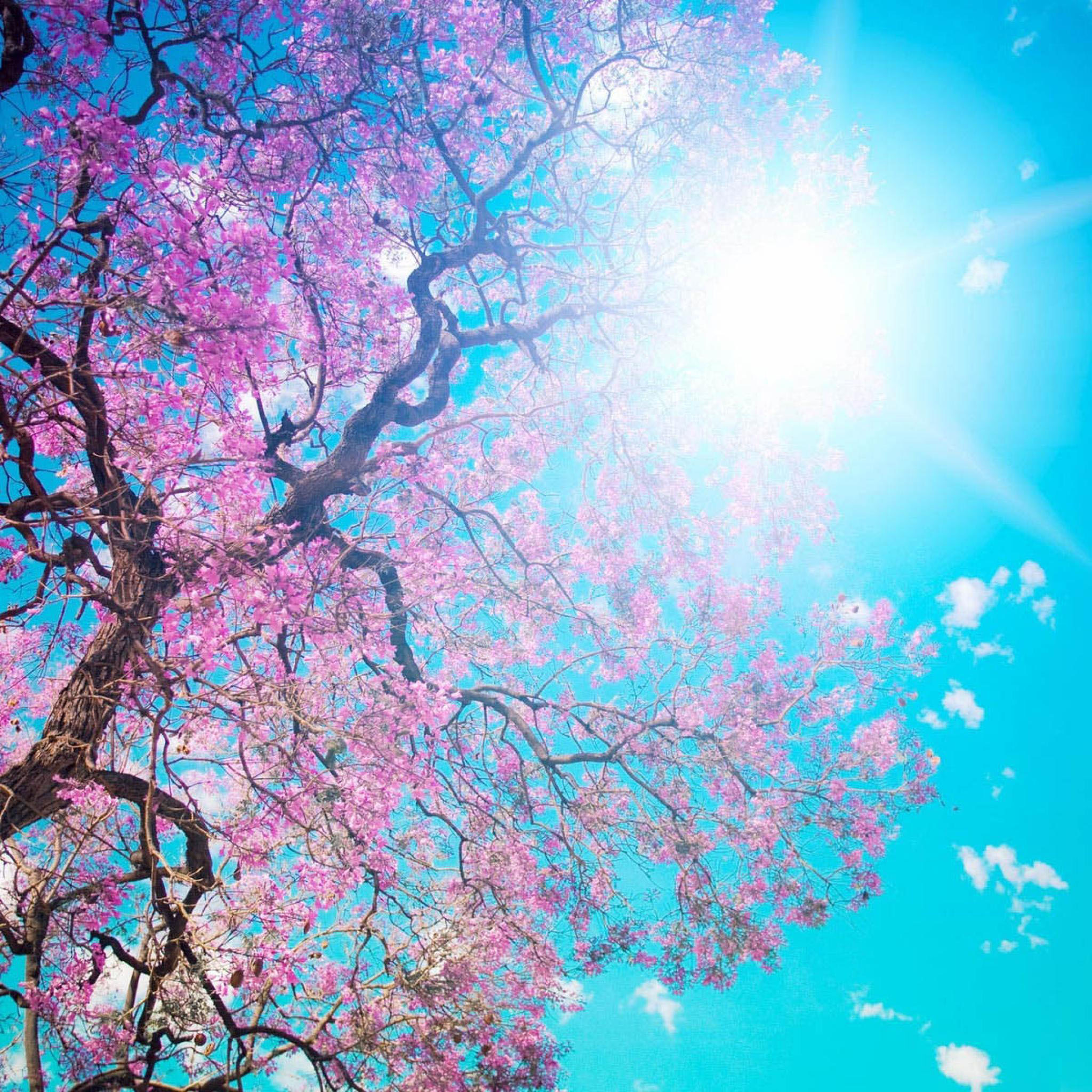 iPad Wallpapers Pink flowers of the tree - Plant & Flower, New ...