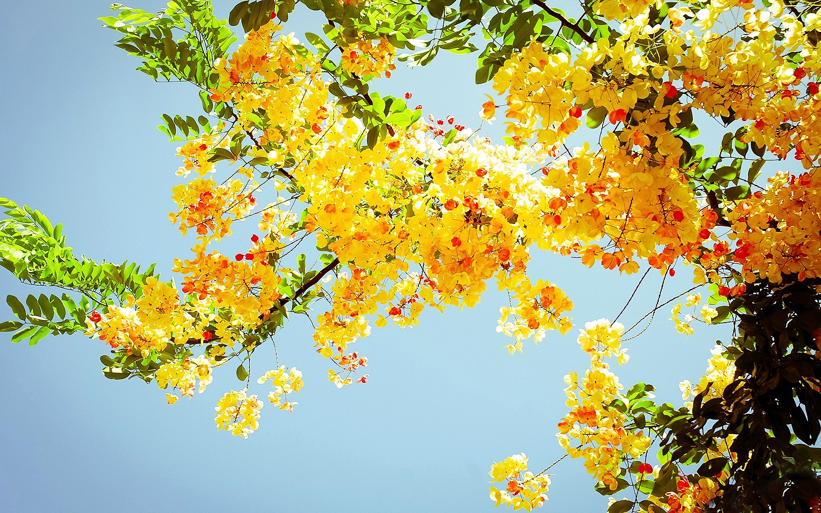 Flowers Tree Branches Yellow wallpaper 1680x1050 135527