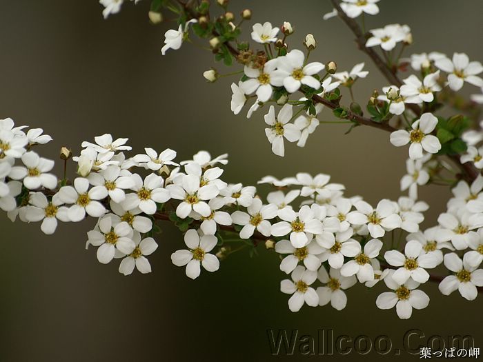 White Flowers on Tree, HD Flower Photography 19201600 37