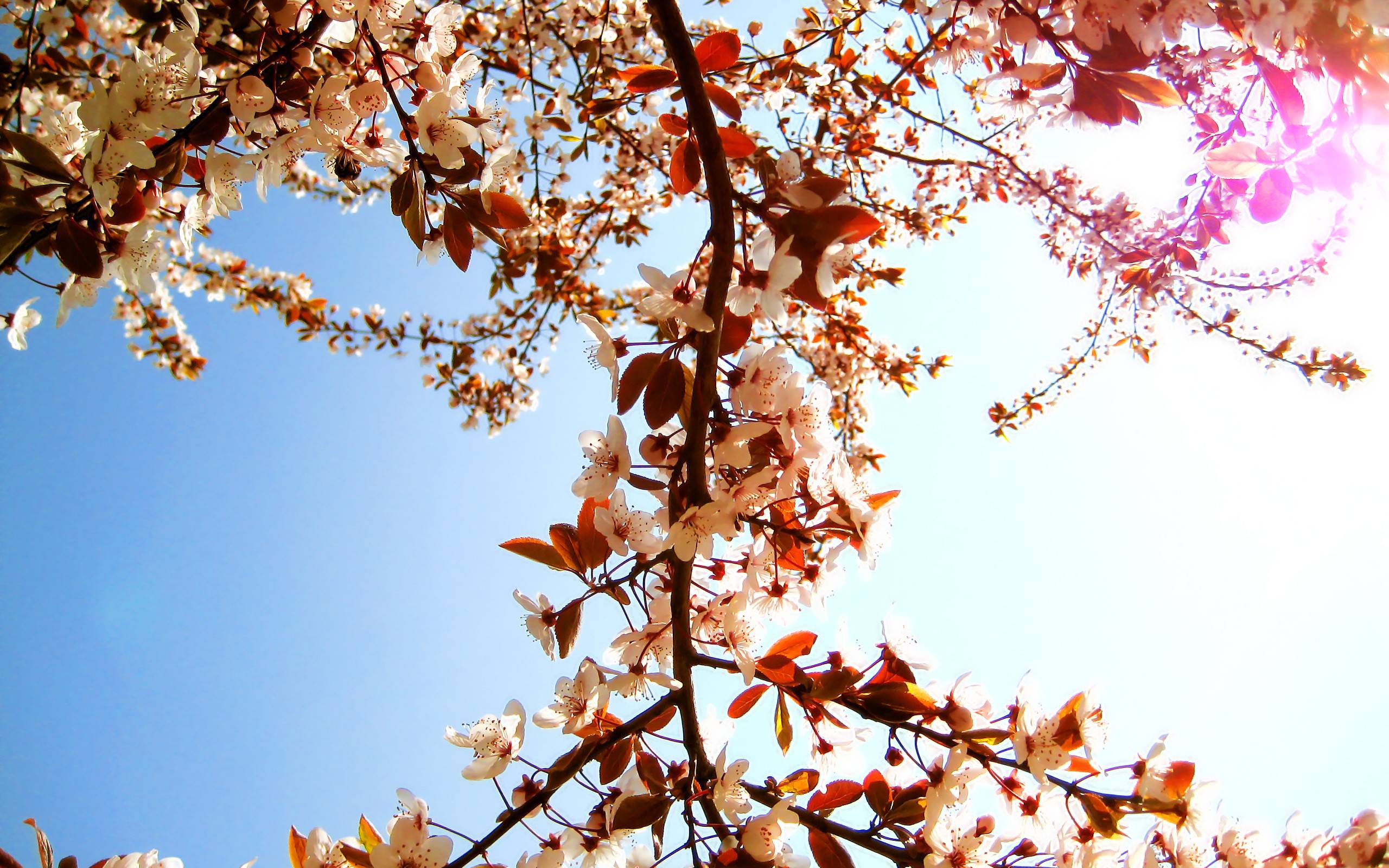 Close up nature flowers tree wallpaper - (#5153) - High Quality ...