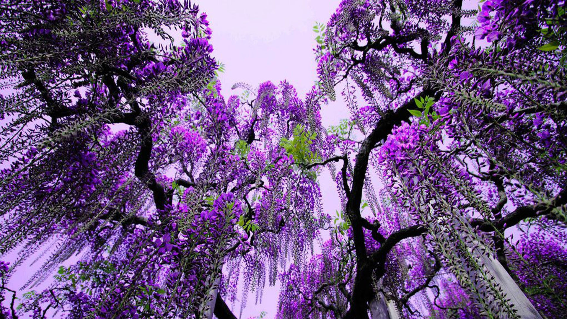 Purple Flowering Tree #6949009