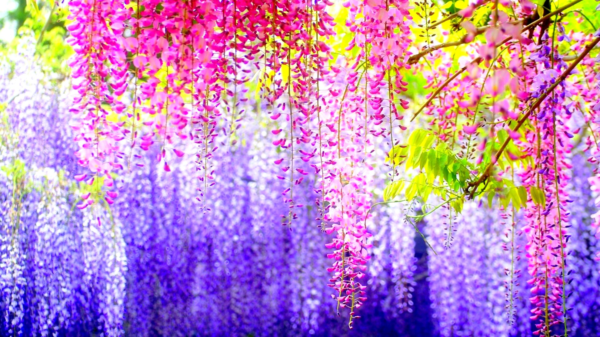 Nature flowers blossoms colors trees wallpaper | 1920x1080 | 22492 ...