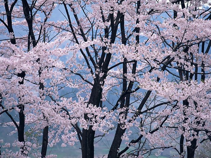 Tree blossoms wallpaper | Wallpaper Wide HD