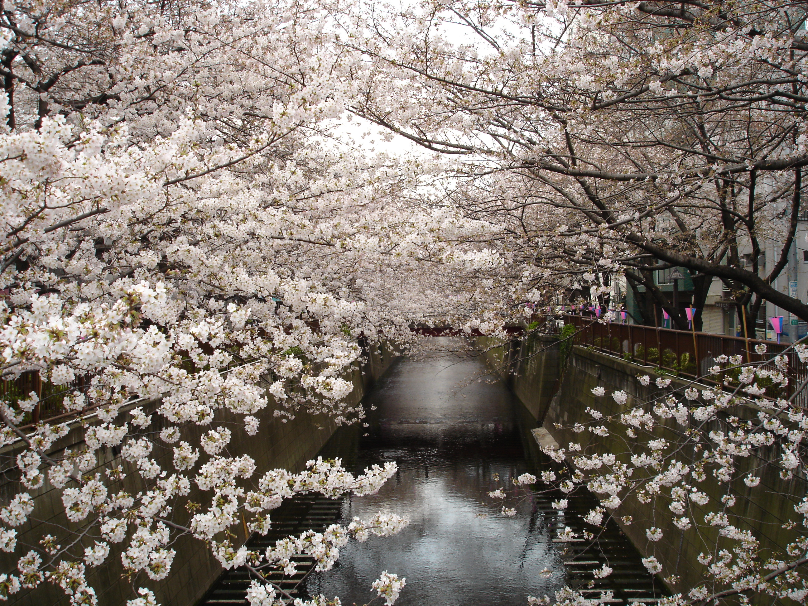 Top Japan Cherry Trees Flowers Wallpapers