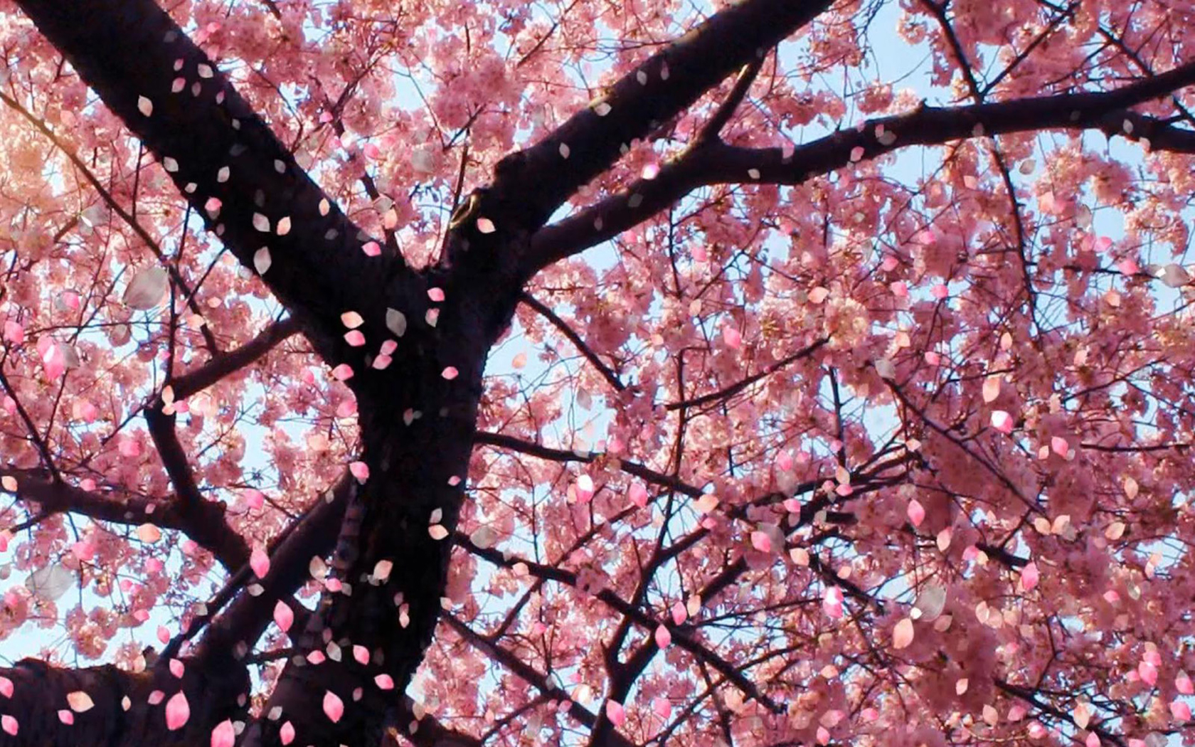 Japanese Cherry Blossom Backgrounds - Wallpaper Zone