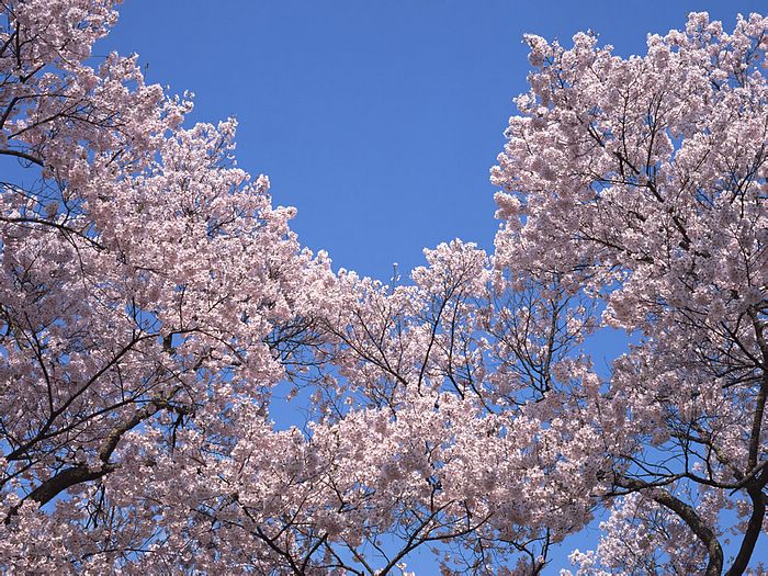 Cherry Tree in full bloom Wallpaper 21 - Wallcoo.net