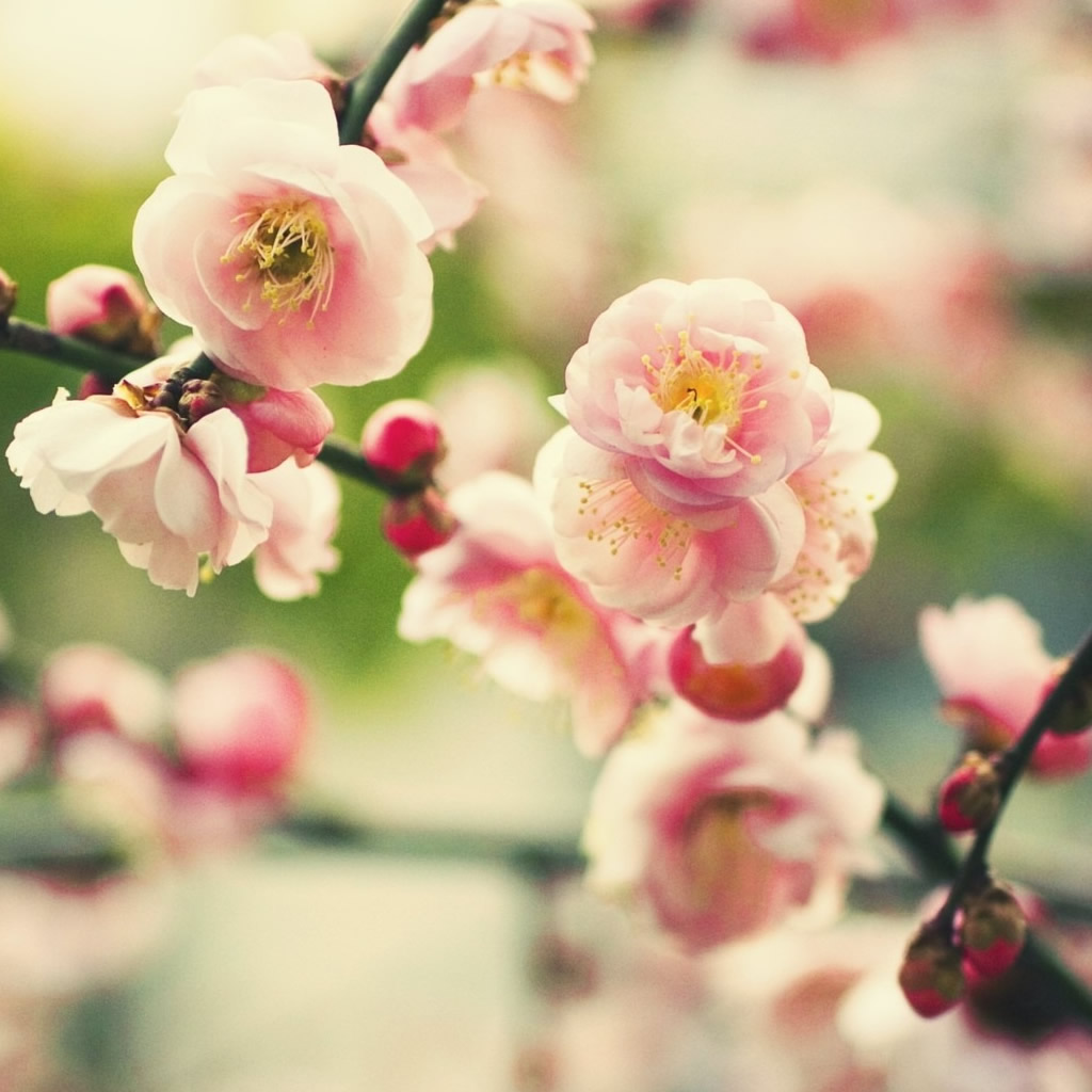 Pink Tree Flower iPad Wallpaper Download | iPhone Wallpapers, iPad ...
