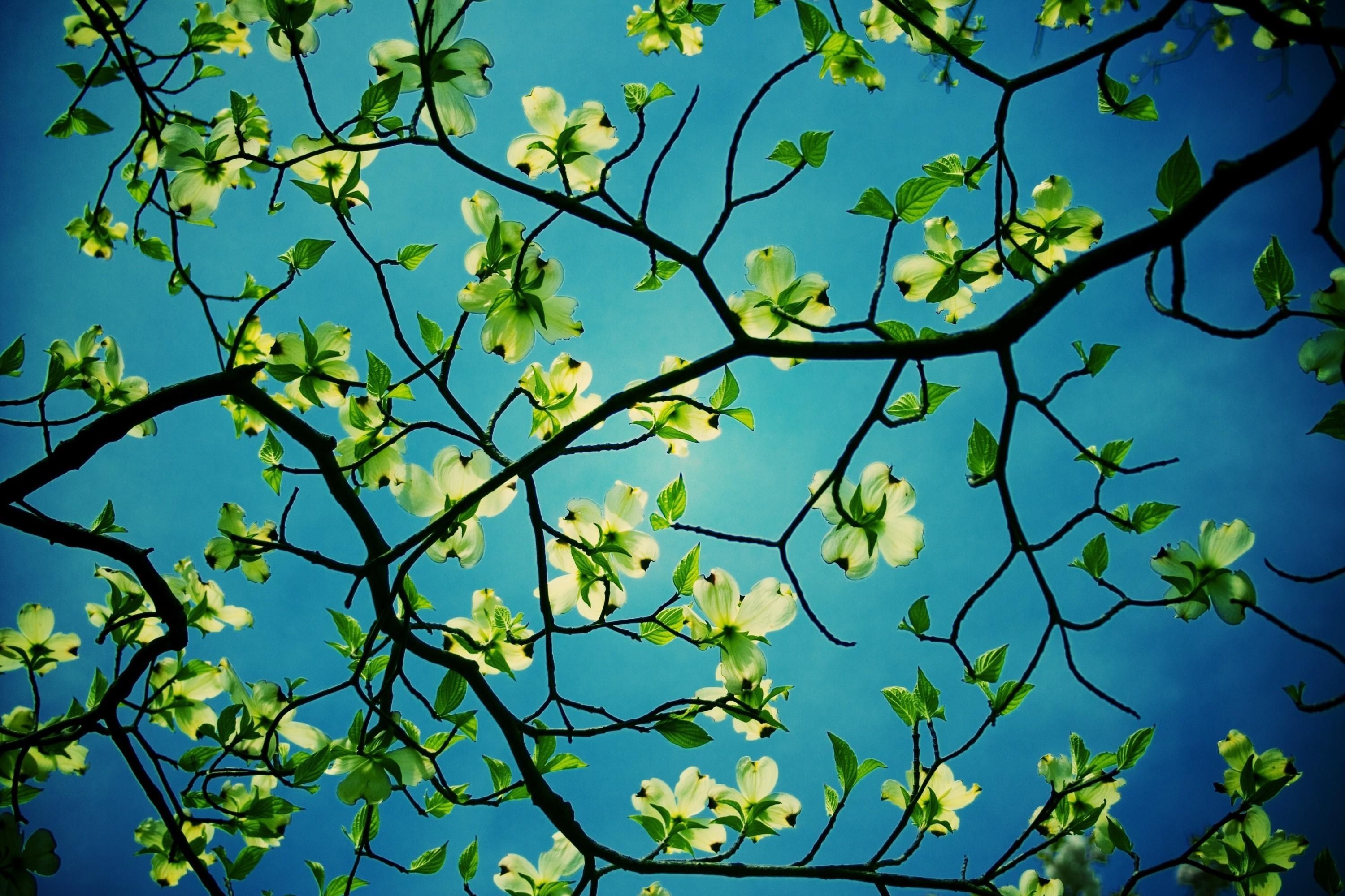 Dogwood Tree Desktop HD Wallpaper | Flowers Wallpapers