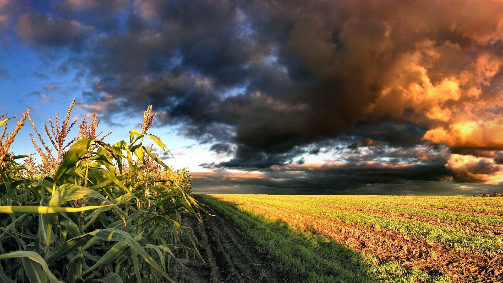 Field corn clouds nature widescreen HD Wallpaper wallpaper