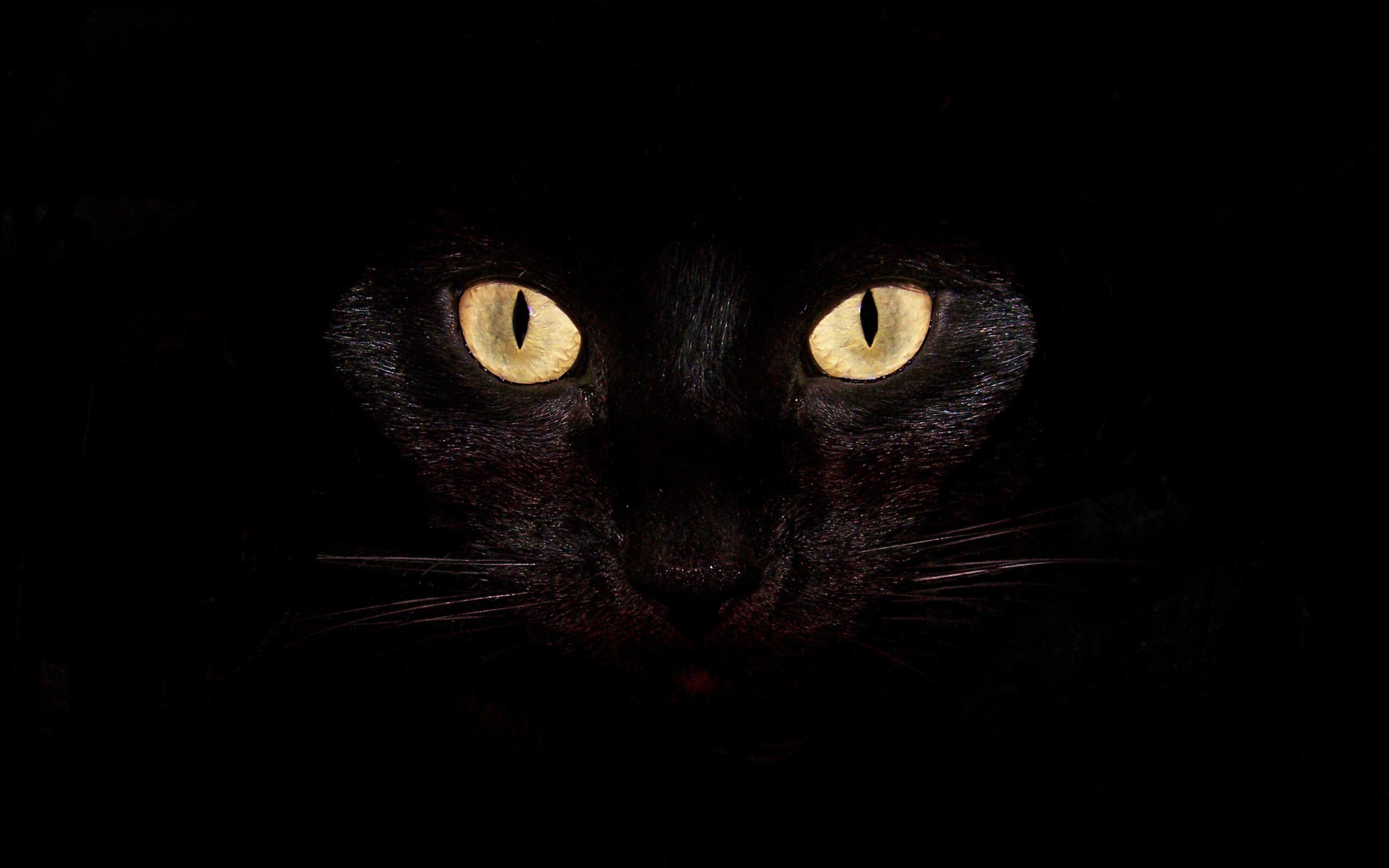 Widescreen hd wallpaper animals black cat high - High resolution