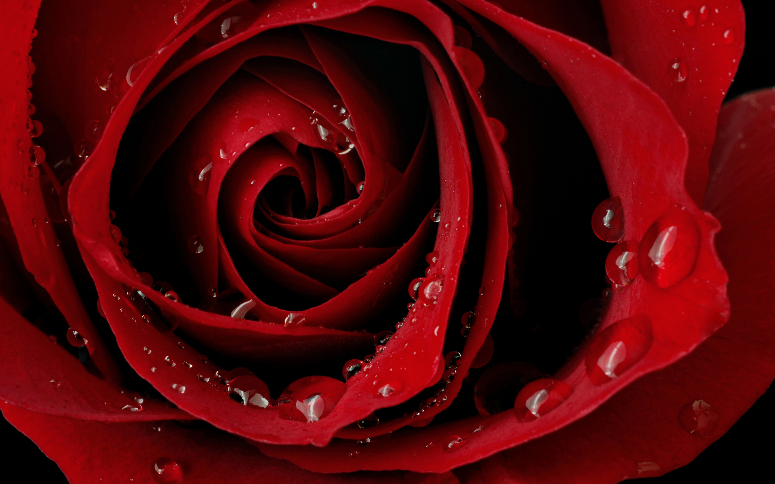Red Roses Beautiful Red Rose Wallpaper 25601600 HD Backgrounds