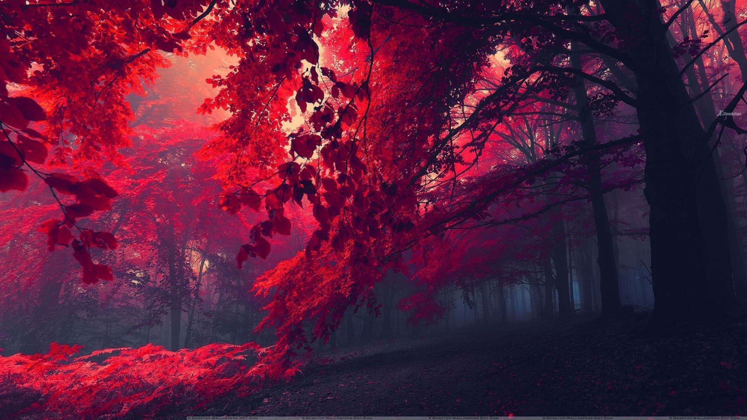 Who Wants To Walk In This Beautiful Red Forest? Wallpaper