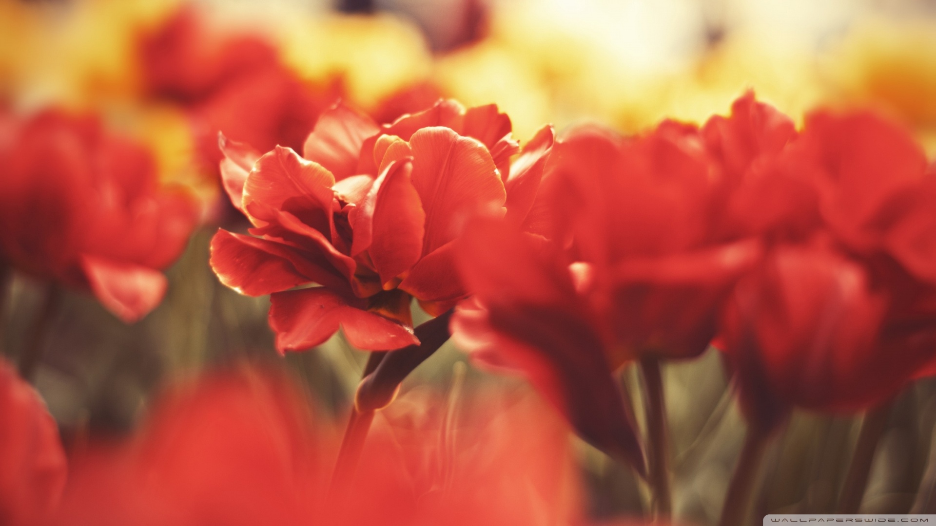 Beautiful Red Flower Macro Flower Wallpaper | High Definitions ...