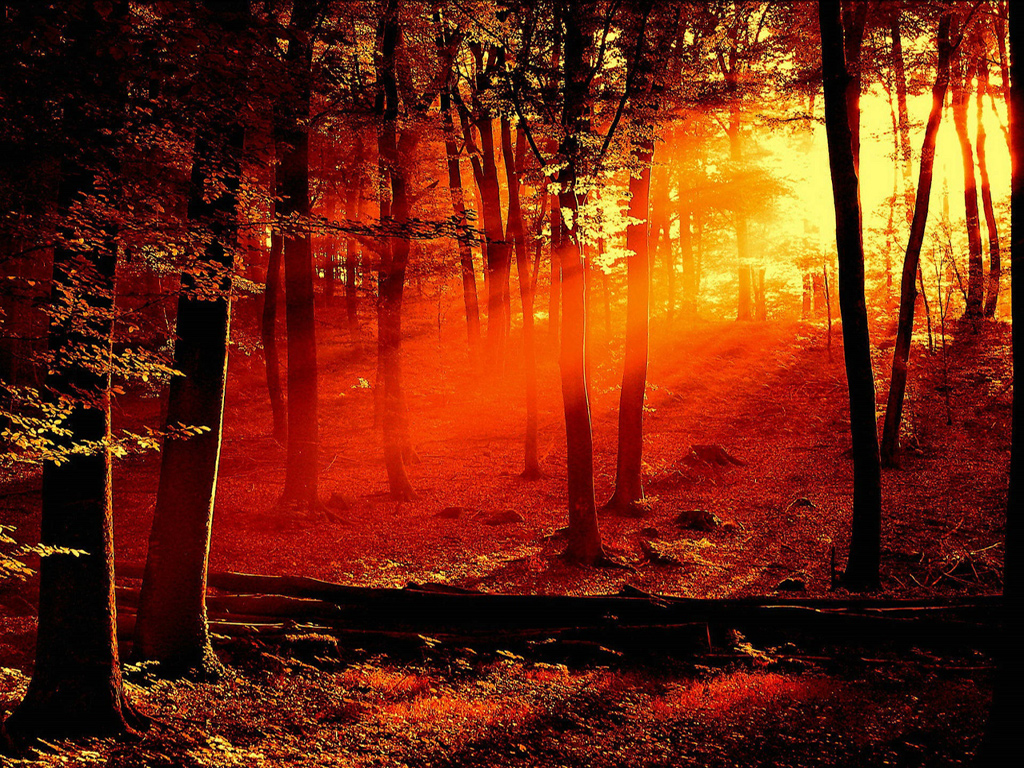 Beautiful Red Forest wallpaper 1024x768