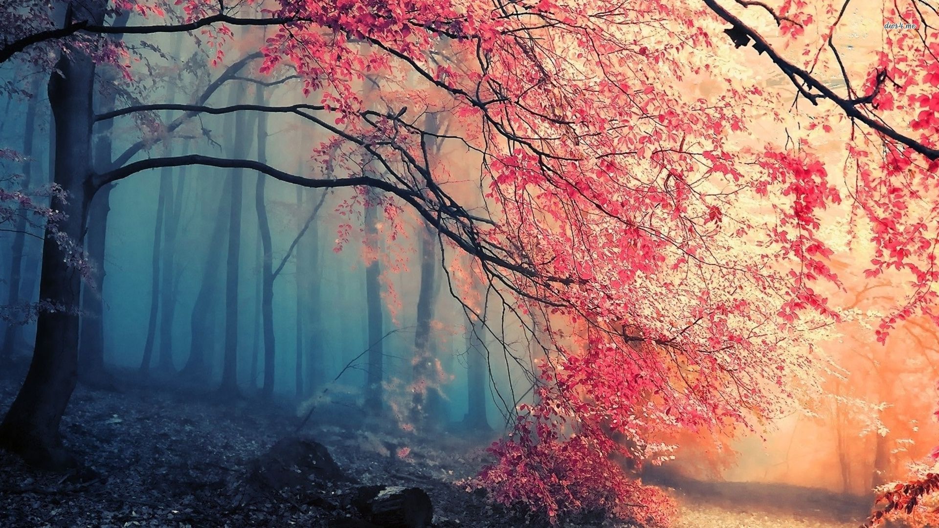 Beautiful red tree in the forest, nature, 1920x1080 HD Wallpaper ...