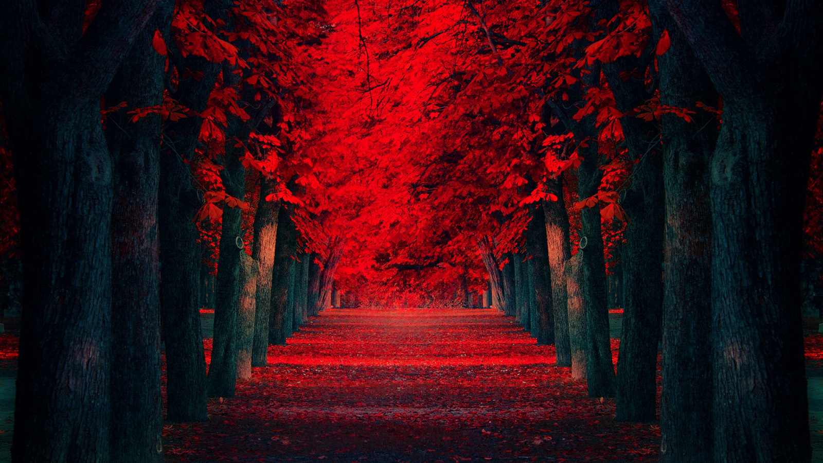 Red leaf wallpaper | Wallpaper Wide HD