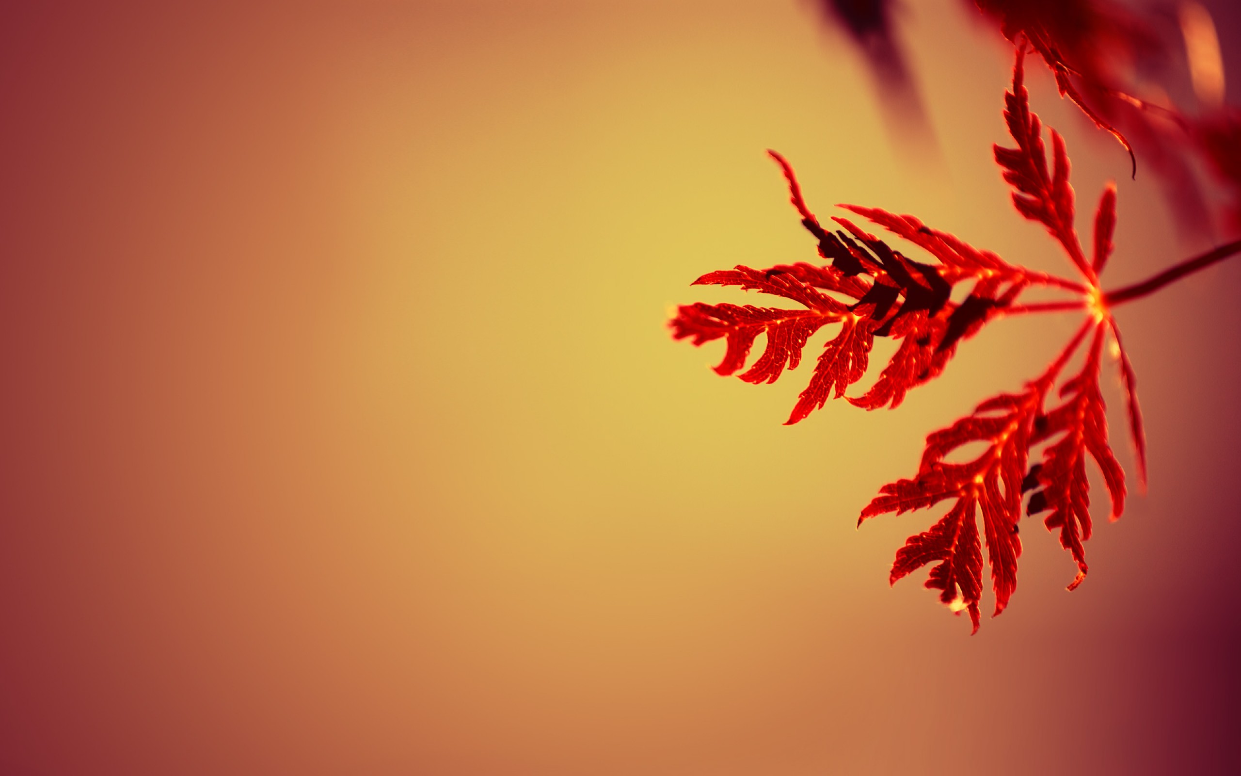 Red Single Leaf Wallpaper - Parketis