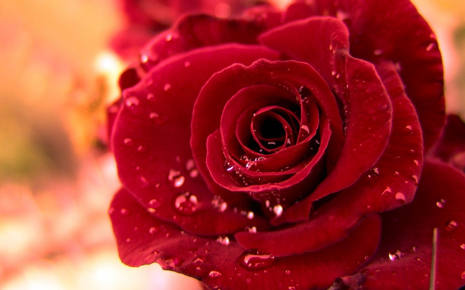 Red roses, most popular rose, rose wallpapers, beautiful rose, red