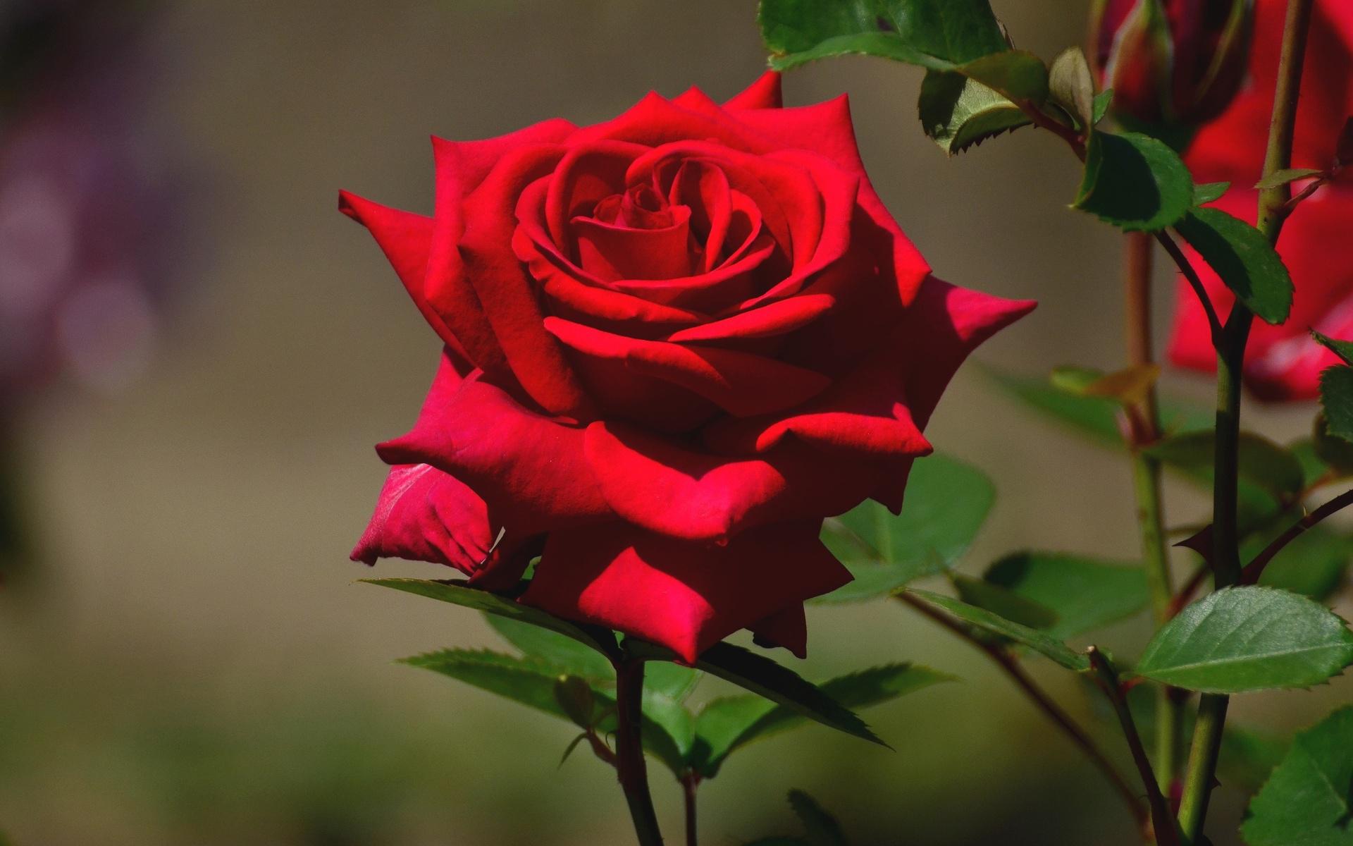 Beautiful red rose - (#161796) - High Quality and Resolution ...