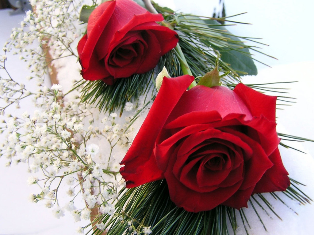Only Red Roses High Quality Wallpapers Infotainment