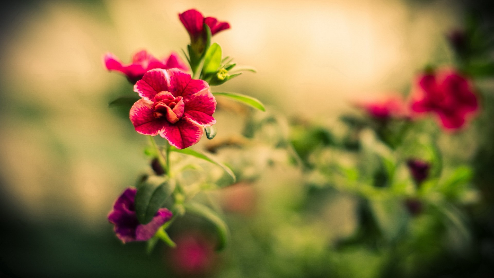 Wallpapers Of The Day: Beautiful Red Flowers | 1920x1080px ...
