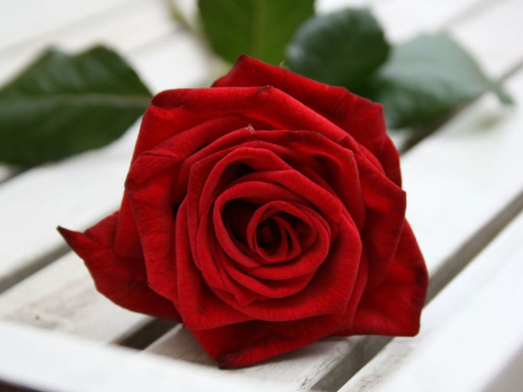 Beautiful Red Rose | One HD Wallpaper Pictures Backgrounds FREE ...