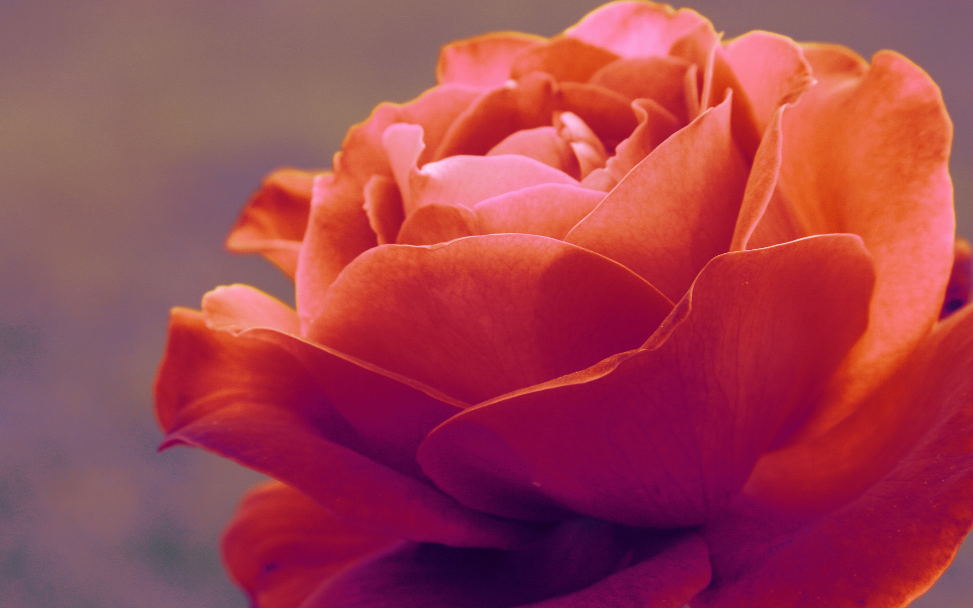 Beautiful Red Rose | Wallpapers | HOT HD Wallpapers | Best HD ...