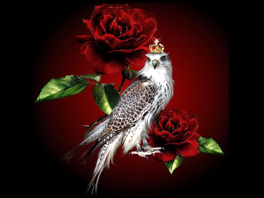 Most Beautiful Red Rose And Bird Wallpaper - 1024x768 iWallHD ...