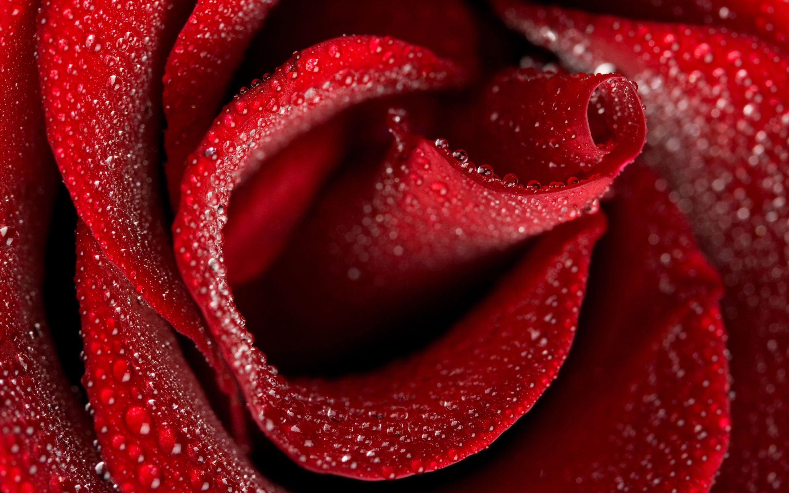 35+ HD Pictures Of Roses