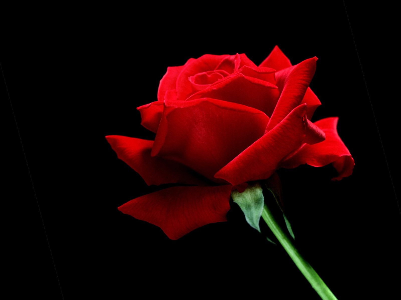Beautiful Red Rose Wallpapers - 1600x1200 - 104371