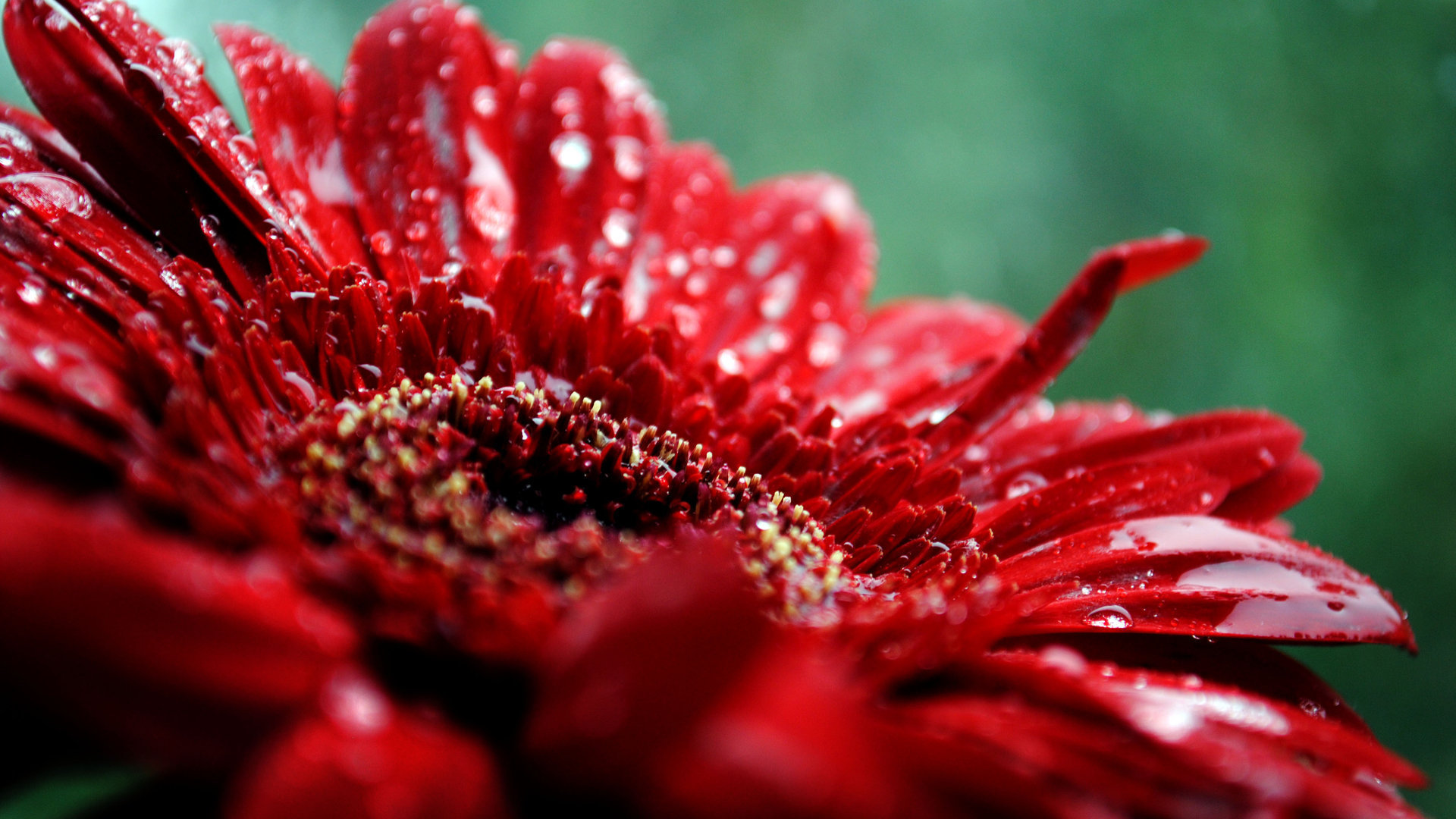 Beautiful red flower wallpaper | 1920x1080 | 454 | WallpaperUP