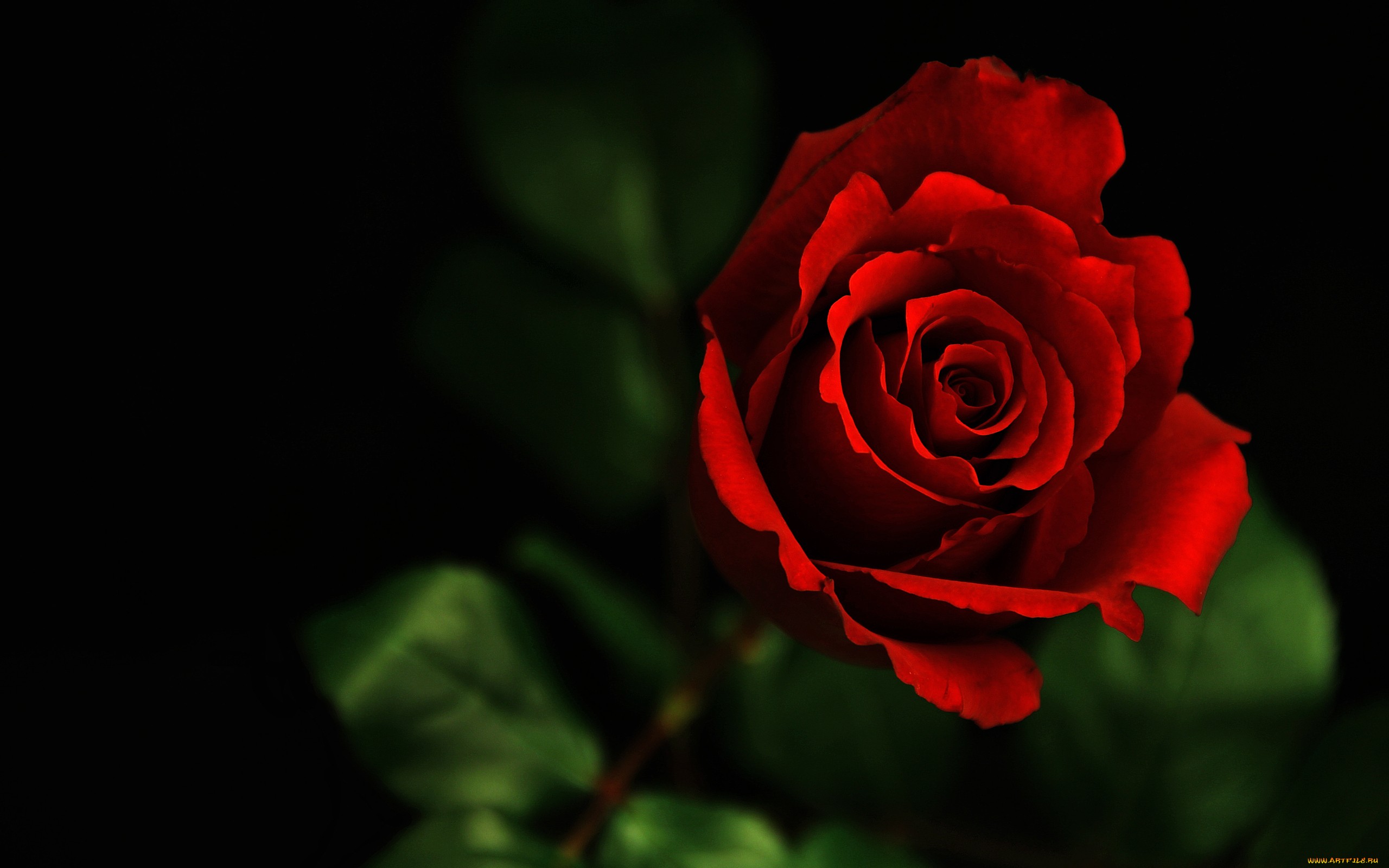 2012 Mother's day beautiful flower - red rose Wallpapers - HD ...