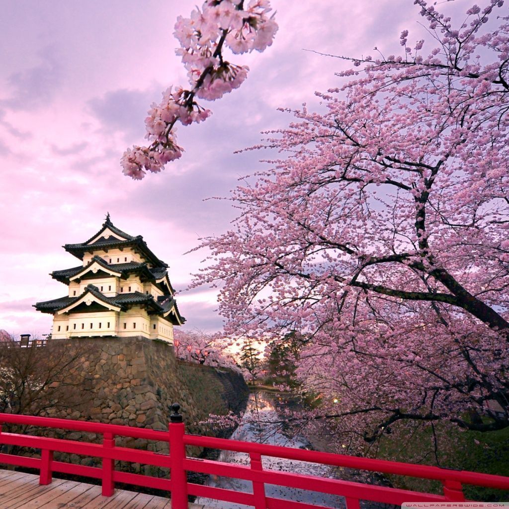 Cherry Blossoms, Japan HD desktop wallpaper High Definition