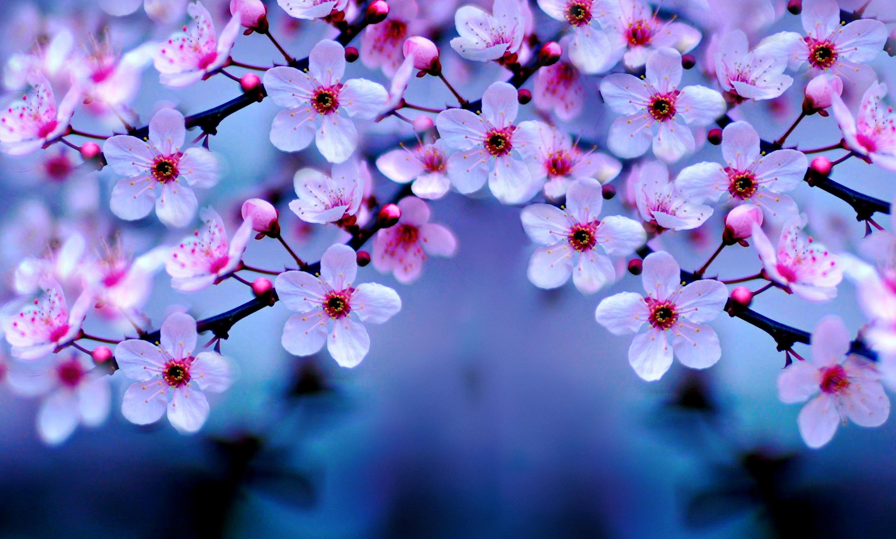 Cherry Blossom Desktop Backgrounds - Wallpaper Cave