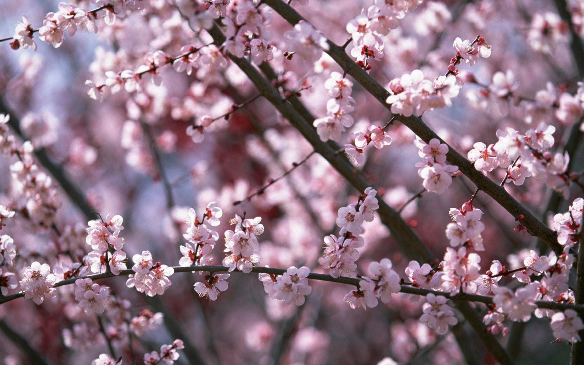 Download Wallpaper Cherry blossom Sakura 1920 x 1200 widescreen