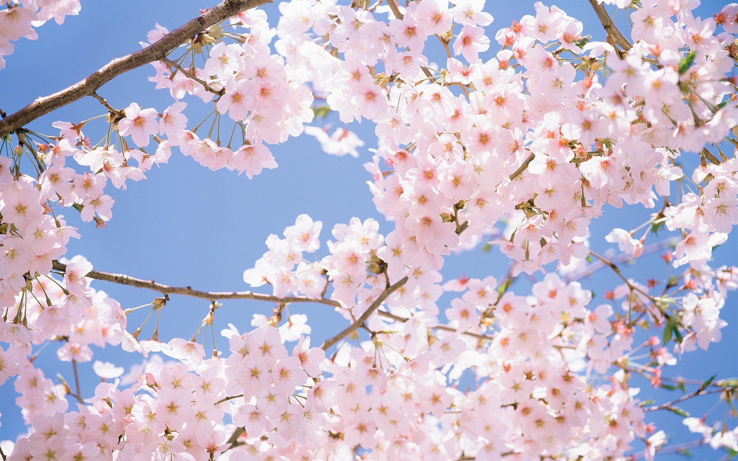 Cute Cherry Blossom Wallpaper Desktop - wallpaper.