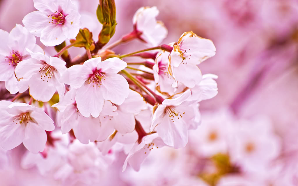 Cherry blossom desktop wallpaper - images - tbwnz.com