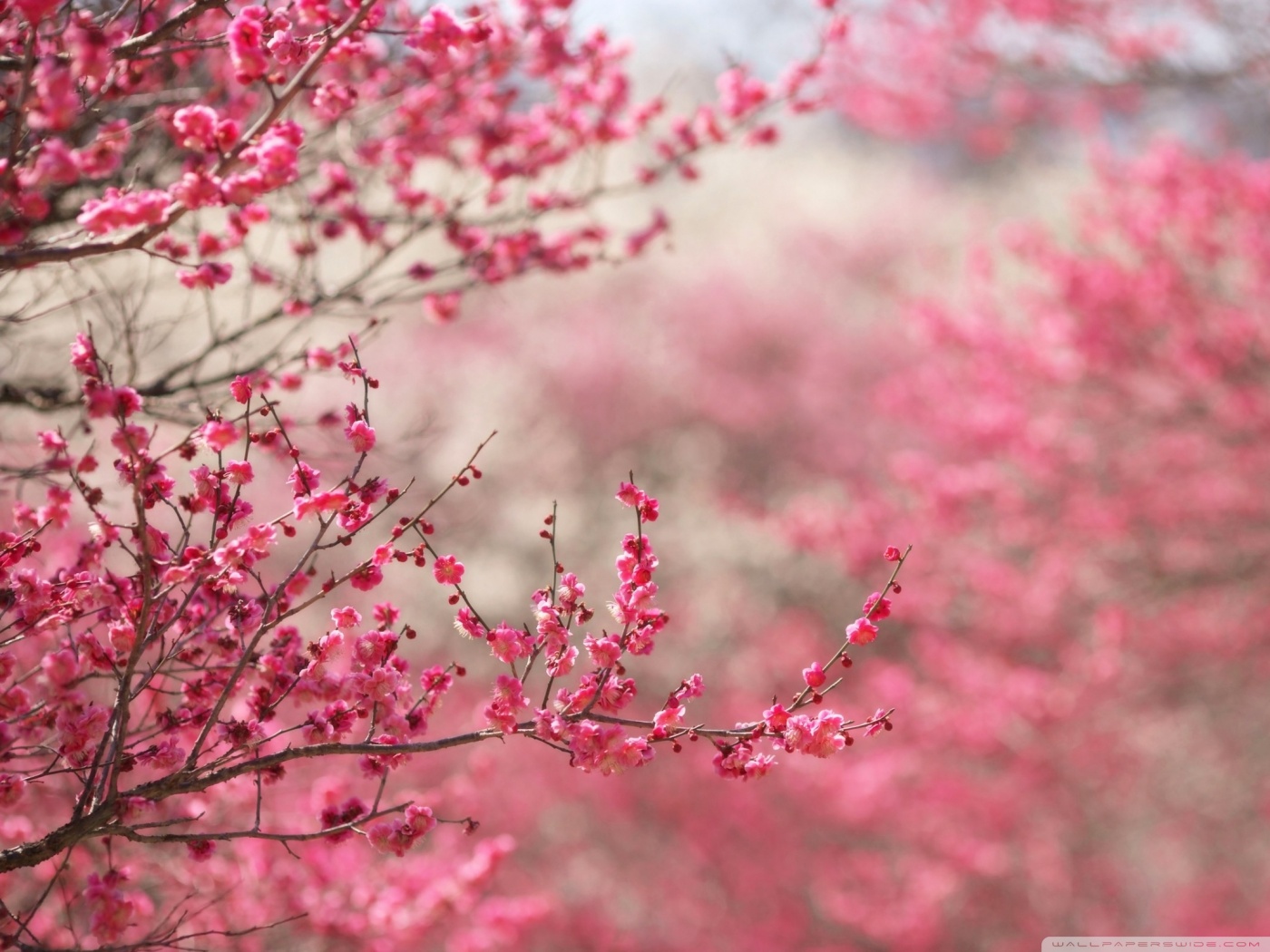 Sakura Cherry Blossom HD desktop wallpaper : High Definition ...