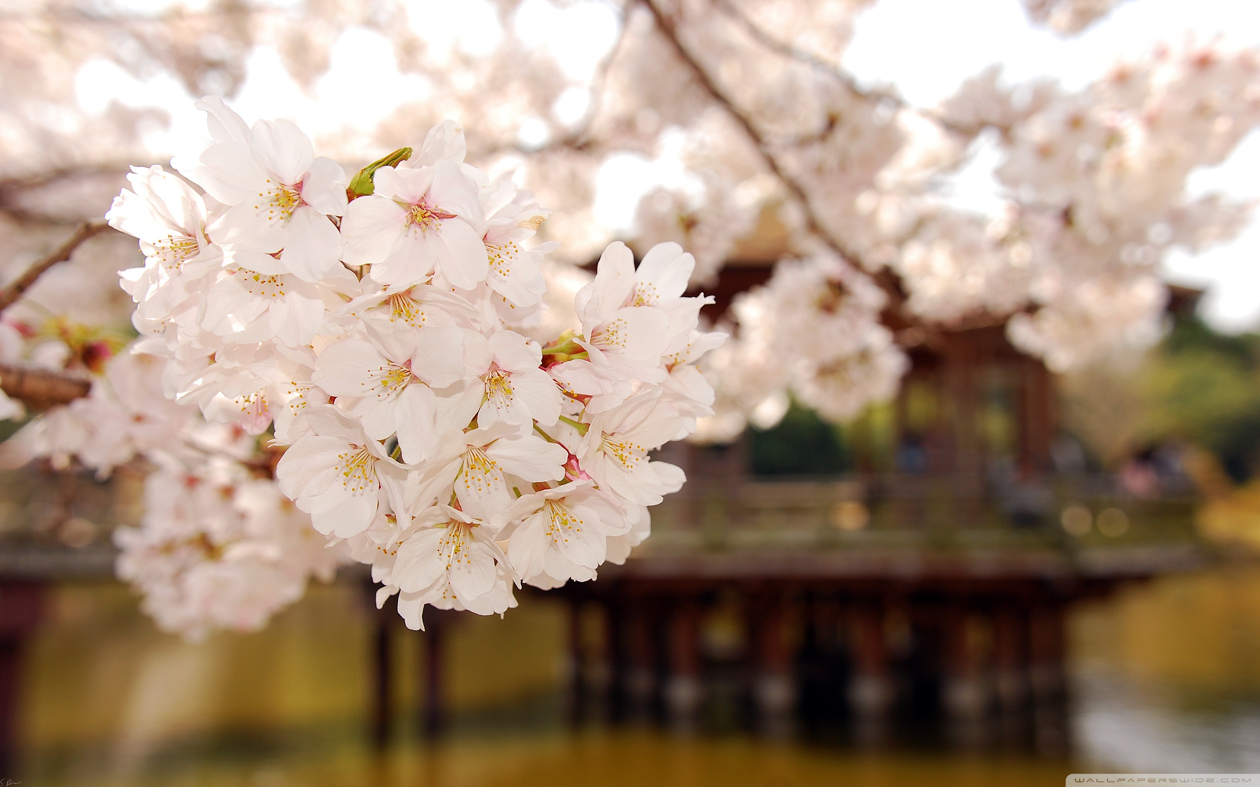 cherry blossom desktop wallpaper - images - tbwnz.com